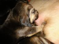 bloodhound puppies - Bloodhound (084)