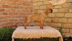 Rhodesian ridgeback - 2 standard boys available - Rhodesian Ridgeback (146)