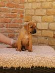 Rhodesian ridgeback - 2 standard boys available - Rhodesian Ridgeback (146)