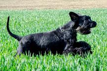 Puppies - Giant Schnauzer - Giant Schnauzer (181)