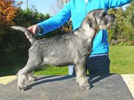 Schnauzer salt and pepper puppies