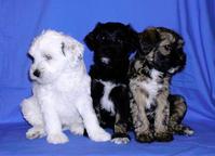 Tibetan Terrier - puppies