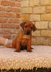 Rhodesian ridgeback - 2 standard boys available - Rhodesian Ridgeback (146)