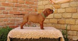 Rhodesian ridgeback - 2 standard boys available - Rhodesian Ridgeback (146)