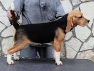 Beagle Puppies - Beagle (161)