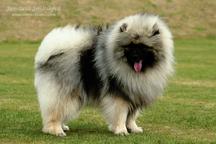 Keeshond excellente puppies for sale (pedigree FCI) - German Spitz (097)