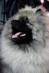 Keeshond excellente puppies for sale (pedigree FCI) - German Spitz (097)