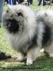 Keeshond excellente puppies for sale (pedigree FCI) - German Spitz (097)