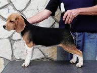 Beagle Puppies - Beagle (161)