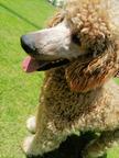 Standard poodle puppies - Poodle (172)