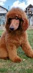 Standard poodle puppies - Poodle (172)