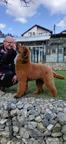 Standard poodle puppies - Poodle (172)