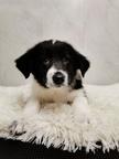 Border Collie/Karakachan Puppies - Border Collie (297)