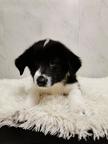 Border Collie/Karakachan Puppies - Border Collie (297)