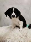 Border Collie/Karakachan Puppies - Border Collie (297)