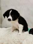 Border Collie/Karakachan Puppies - Border Collie (297)