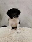 Border Collie/Karakachan Puppies - Border Collie (297)