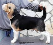 Beagle Puppies - Beagle (161)