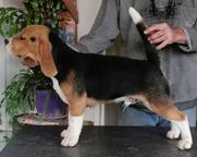 Beagle Puppies - Beagle (161)