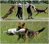 German Shepherd puppies  - German Shepherd Dog (166)