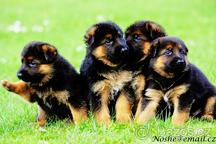 German Shepherd puppies  - German Shepherd Dog (166)