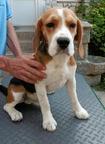 Beagle - young male puppy, grandfather won WorldDogShow in Madrid - Beagle (161)