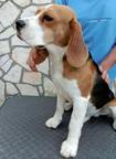 Beagle - young male puppy, grandfather won WorldDogShow in Madrid - Beagle (161)