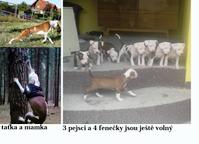 Pitbul s PP  - Americký pitbull teriér