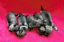 Puppies - Zwergschnauzer - kennel &quot;Ze Židenických zahrad&quot; (CZE) - Schnauzer (182)