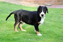 Great swiss mountain dog - Great Swiss Mountain Dog (058)