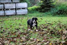 Great swiss mountain dog - Great Swiss Mountain Dog (058)