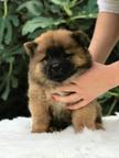 Chow chow puppies for sale - Chow Chow (205)