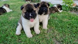 American Akita puppies with pedigree type A  - Akita (255)