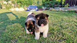 American Akita puppies with pedigree type A  - Akita (255)