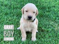 Available Registered Golden Retriever Puppies - Golden Retriever (111)