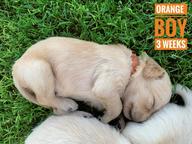 Available Registered Golden Retriever Puppies - Golden Retriever (111)