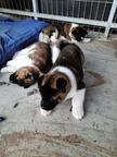 American Akita puppies with pedigree type A  - Akita (255)