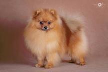 Spitz puppies - Pomeranian