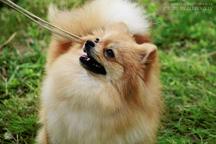 Spitz puppies - Pomeranian
