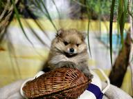 Spitz puppies - Pomeranian