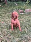 Champion class Hungarian Vizsla puppies - Hungarian Short-Haired Pointing Dog (057)