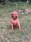 Champion class Hungarian Vizsla puppies - Hungarian Short-Haired Pointing Dog (057)