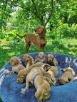 Champion class Hungarian Vizsla puppies - Hungarian Short-Haired Pointing Dog (057)
