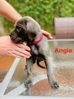 Cane Corso with pedigree cert - Italian Corso Dog (343)