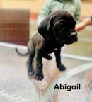 Cane Corso with pedigree cert - Italian Corso Dog (343)