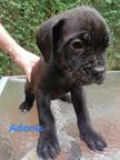 Cane Corso with pedigree cert - Italian Corso Dog (343)