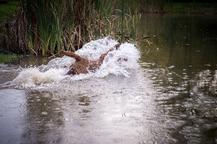 Chesapeake bay retriver whit FCI pedigre - Chesapeake Bay Retriever (263)