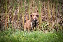 Chesapeake bay retriver whit FCI pedigre - Chesapeake Bay Retriever (263)