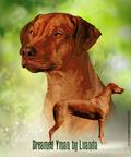 Rhodesian Ridgeback puppies - Rhodesian Ridgeback (146)