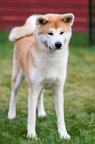 Akita puppies for sale from CZ (Damukara Kennel) - Akita (255)